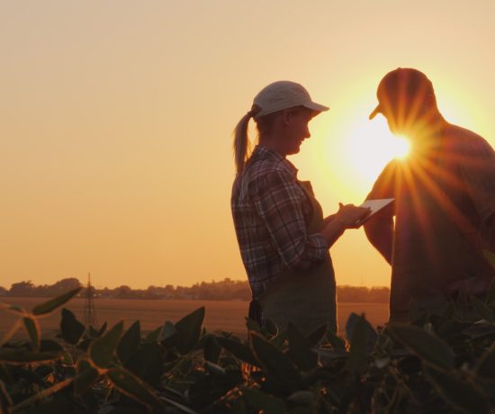 Farmers man and woman communicate in the field at sunset. Use a tablet.